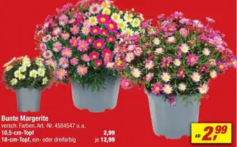 toom Baumarkt Bunte Margerite Angebot