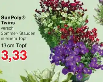 Wiglo Wunderland SunPoly Twins 13 cm Topf Angebot