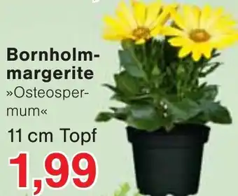 Wiglo Wunderland Bornholmmargerite 11 cm Topf Angebot