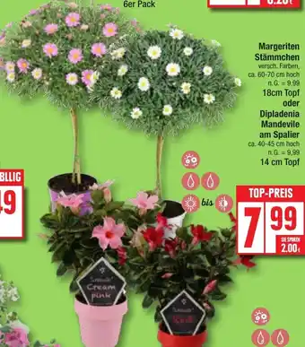 Edeka Margeriten Stämmchen versch. Farben, 18cm Topf oder Dipladenia Mandevile am Spalier ca. 40-45 cm hoch Angebot