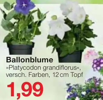 Jawoll Ballonblume Angebot