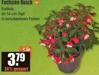 V Baumarkt Fuchsien Busch Angebot