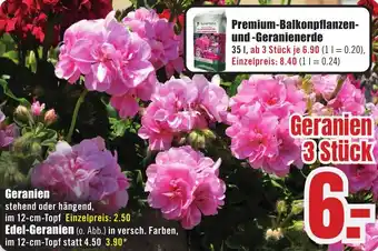 B1 Discount Baumarkt Geranien Angebot