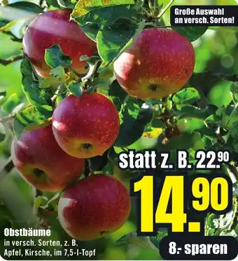 B1 Discount Baumarkt Obstbäume Angebot