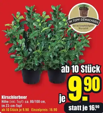 B1 Discount Baumarkt Kirschlorbeer Angebot