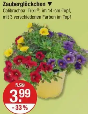 V Markt Zauberglöckchen Angebot