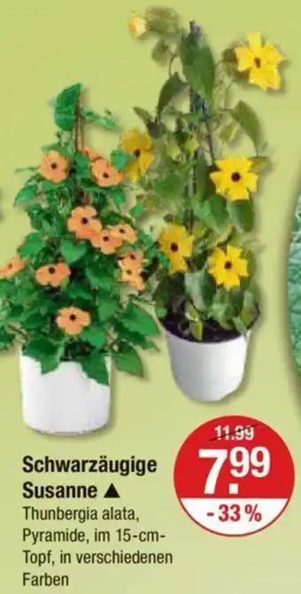 V Markt Schwarzäugige Susanne Angebot