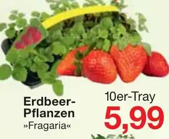 Jawoll Erdbeer Pflanzen Angebot