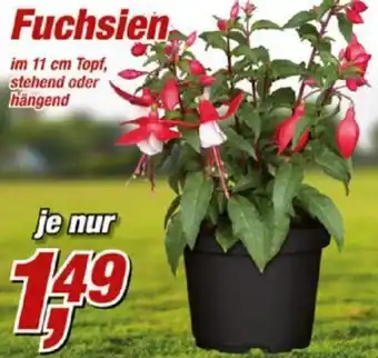 Posten Börse Fuchsien Angebot