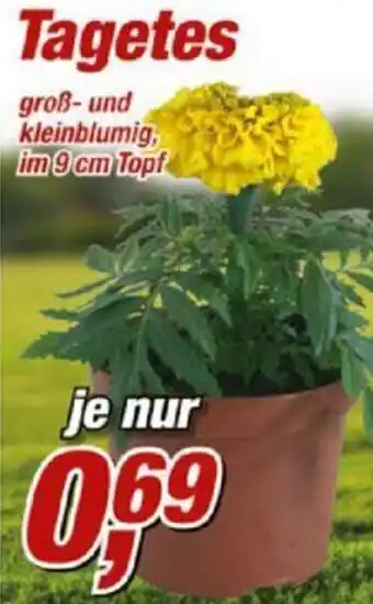 Posten Börse Tagetes Angebot