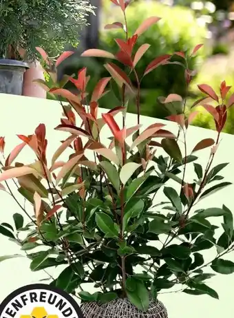 Thomas Philipps Photinia Fraseri Red Robin Angebot