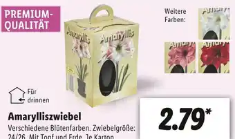 Lidl Amarylliszwiebel Angebot