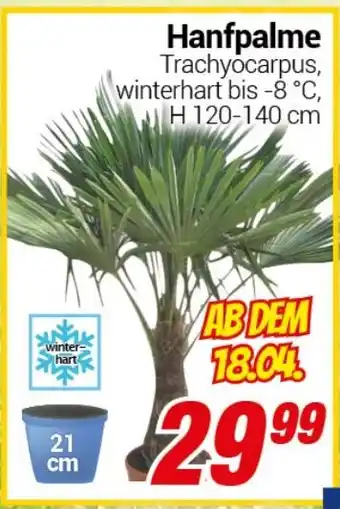 CENTERSHOP Hanfpalme H 120-140 cm Angebot