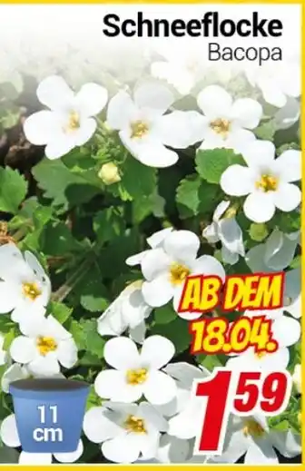 CENTERSHOP Schneeflocke Васора Angebot