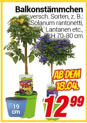 CENTERSHOP Balkonstämmchen Angebot