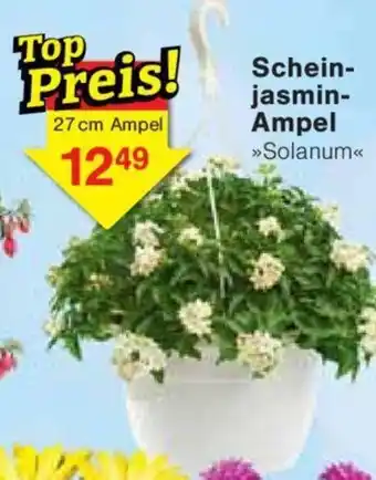 Jawoll Schein- jasmin- Ampel Angebot