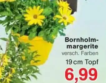 Jawoll Bornholm- margerite Angebot