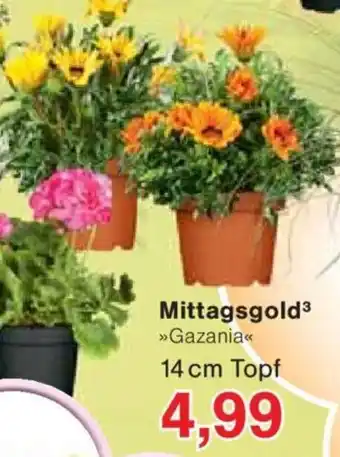 Jawoll Mittagsgold³ 14cm Angebot