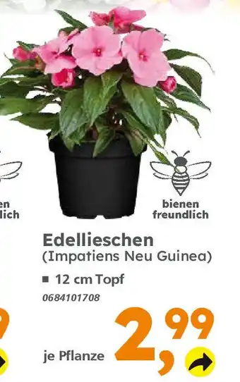 Globus Baumarkt Edellieschen (Impatiens Neu Guinea) Angebot