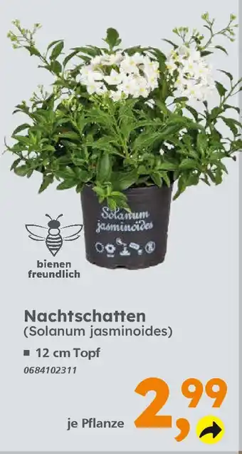 Globus Baumarkt Nachtschatten (Solanum jasminoides) Angebot