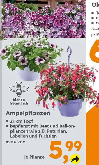 Globus Baumarkt Ampelpflanzen Angebot