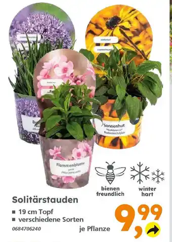 Globus Baumarkt Solitärstauden Angebot