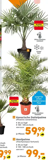 Globus Baumarkt 2 Hanfpalme (Trachycarpus fortunei) Angebot