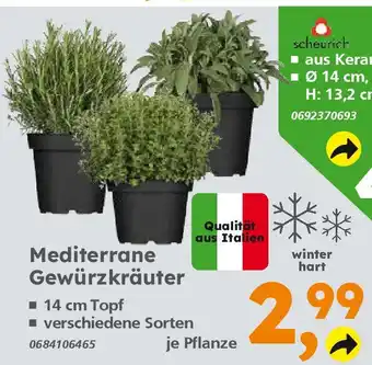 Globus Baumarkt Mediterrane Gewürzkräuter Angebot