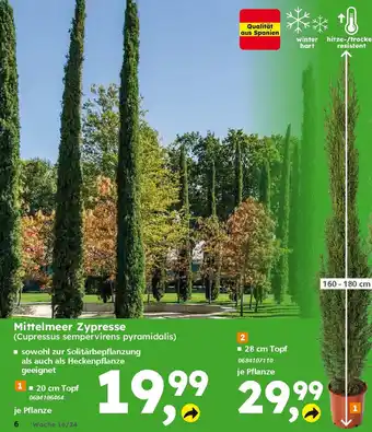 Globus Baumarkt Mittelmeer Zypresse (Cupressus sempervirens pyramidalis) Angebot