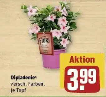 REWE Dipladenie Angebot