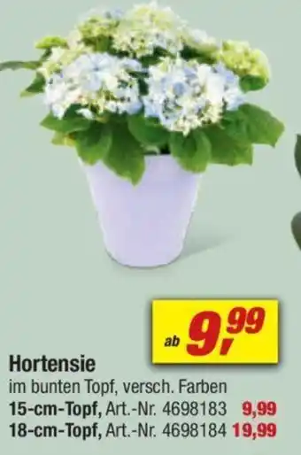 toom Baumarkt Hortensie Angebot