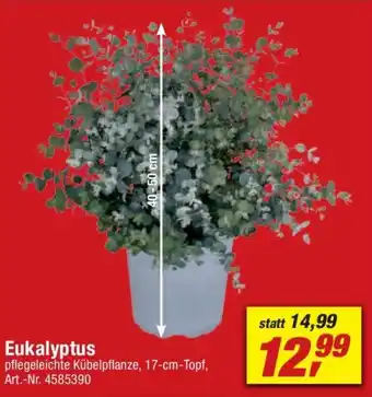 toom Baumarkt Eukalyptus Angebot