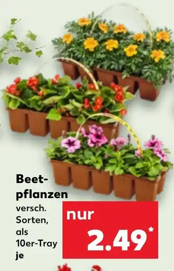 Kaufland Beet- pflanzen 10er-Tray Angebot