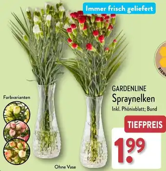 Aldi Nord GARDENLINE Spraynelken Angebot