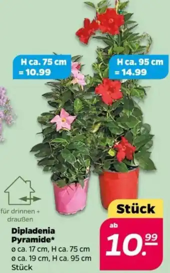 NETTO Dipladenia Pyramide Angebot