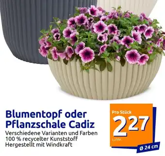 Action Pflanzschale Cadiz Angebot