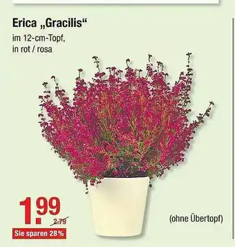 V Baumarkt Erica „gracilis” Angebot