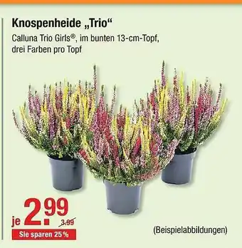 V Baumarkt Knospenheide „trio” Angebot