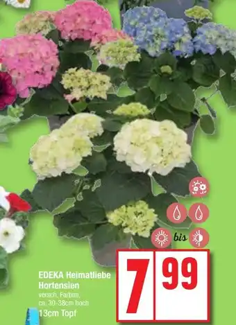 Edeka EDEKA Heimatliebe Hortensien Angebot