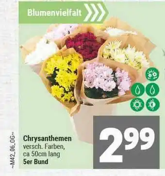 Marktkauf Chrysanthemen Angebot