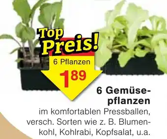 Wiglo Wunderland 6 Gemüsepflanzen Angebot