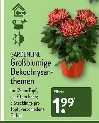 Aldi Nord Gardenline Großblumige Dekochrysanthemen Angebot