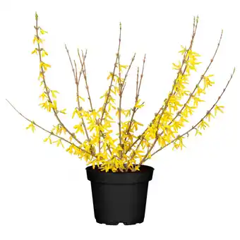 Sonderpreis Baumarkt Forsythia intermedia im 5 Liter Topf Angebot