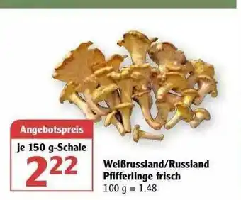 Globus Weißrussland Russland Pfifferlinge Frisch Angebot