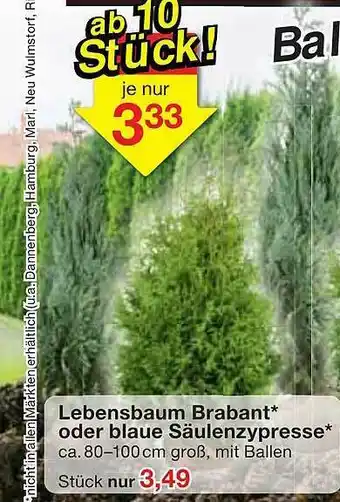 Jawoll Lebensbaum Brabant Oder Blaue Säulenzypresse Angebot