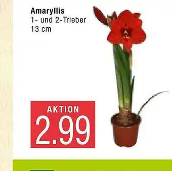 Marktkauf Amaryllis Angebot