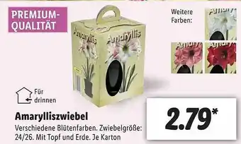 Lidl Amarylliszwiebel Angebot