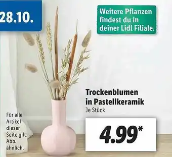 Lidl Trockenblumen In Pastellkeramik Angebot