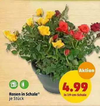 PENNY Rosen In Schale Angebot