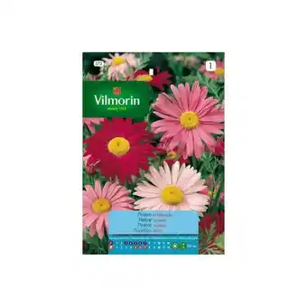 ManoMano Vilmorin - Riese Pelitre Samen Blumen S-1, 0,5 g Angebot